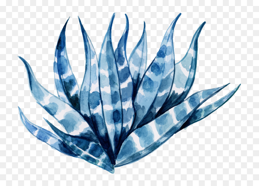 Agave Azul, HD Png Download - aloe png