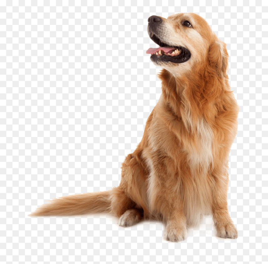 Golden Retriever Old Png, Transparent Png - annoying dog png