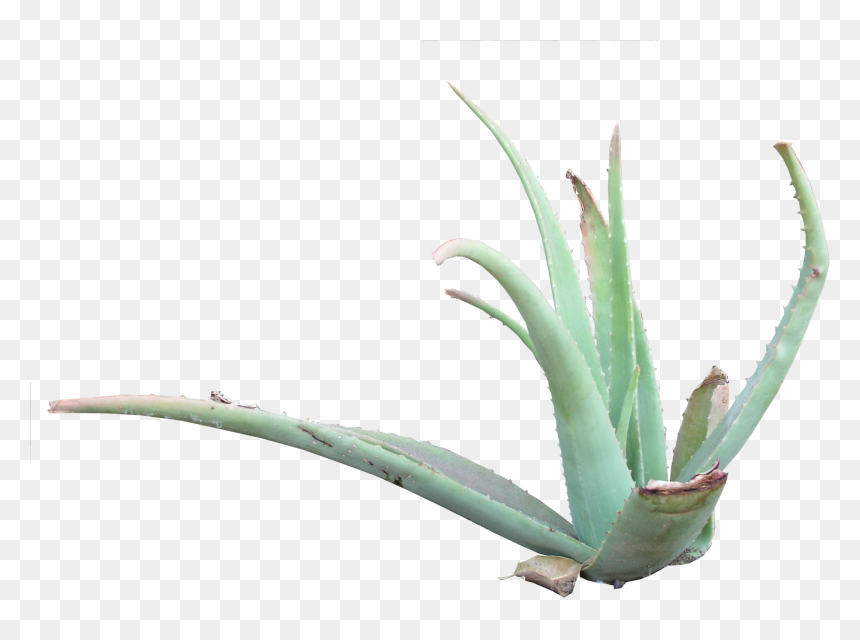 Aloe Vera, HD Png Download - aloe png