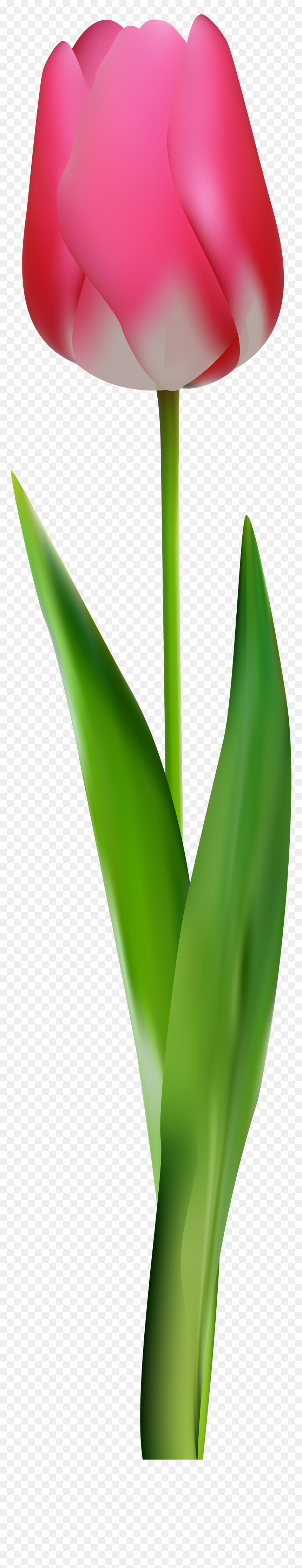 Pink Tulip Png Clip Art, Transparent Png - aloe png