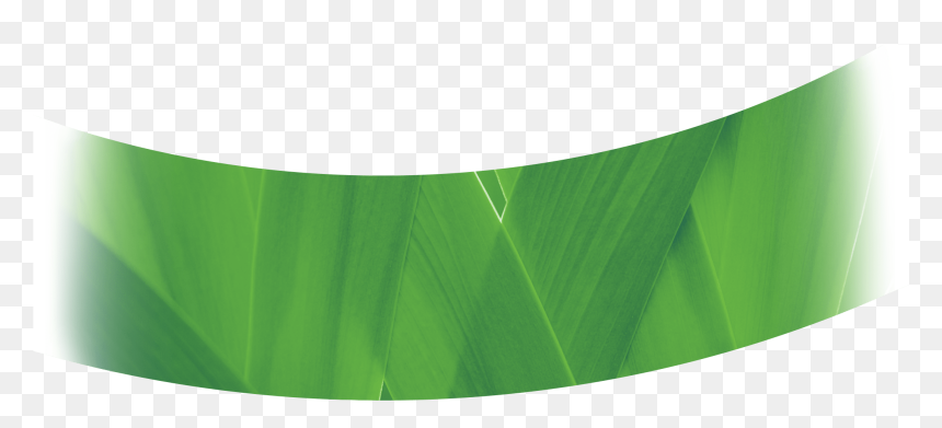 Transparent Banana Leaves Png - Tree, Png Download - banana leaves png
