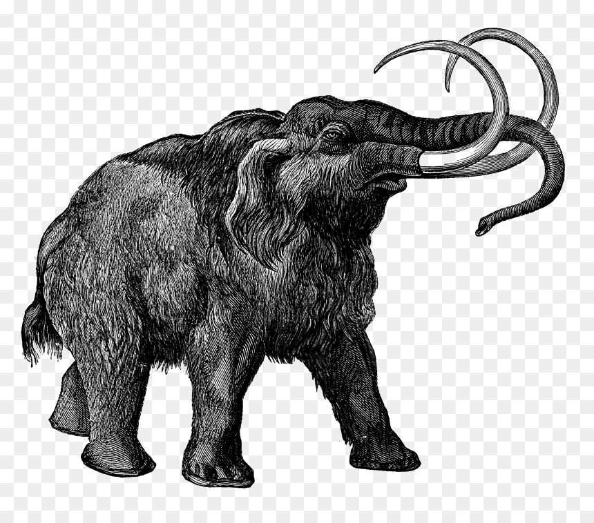 0473 Mammoth Free Vintage Clip Art - Elephant Woolly Mammoth, HD Png Download - mammoth png