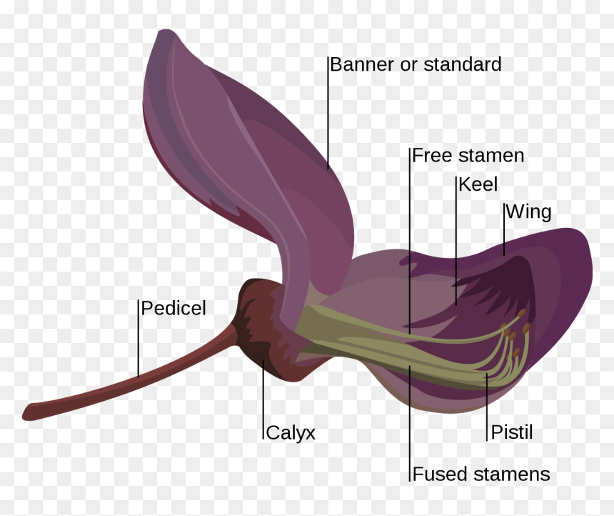 Keel Banner Wings Orchid, HD Png Download - wisteria png