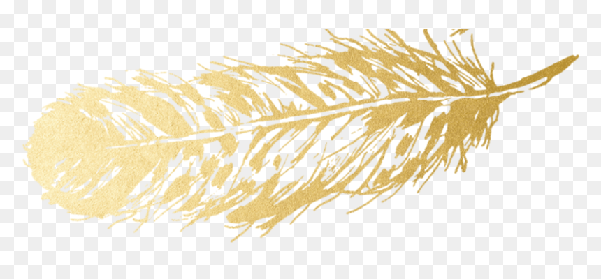 Phragmites, HD Png Download - gold feather png