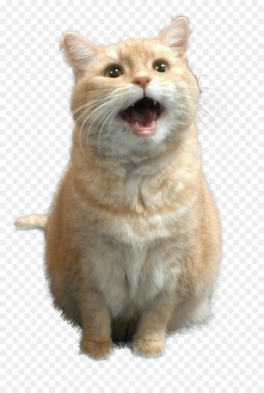 Transparent Png Cutouts - Cutest Kitty Of All Time, Png Download - jumping cat png
