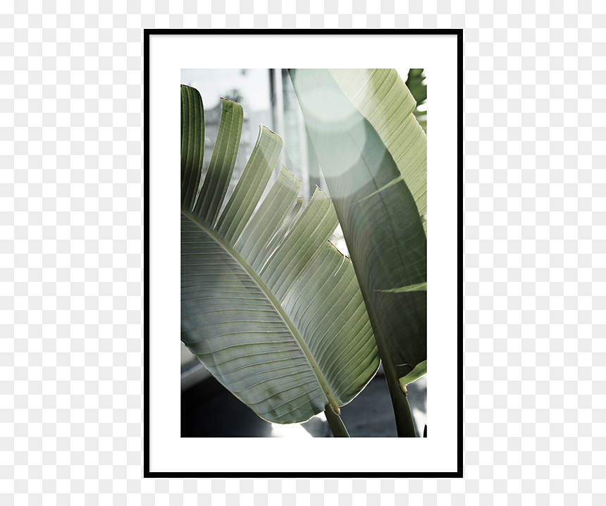 Banana Leaves - Leaf, HD Png Download - banana leaves png