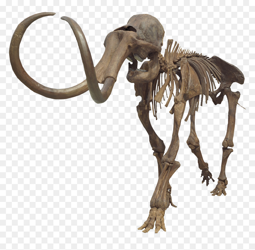 Columbian Mammoth Clean - Columbian Mammoth Png, Transparent Png - mammoth png