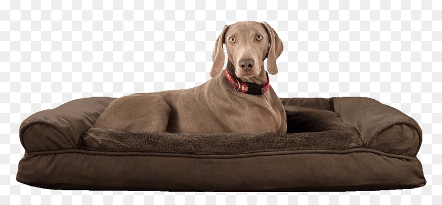 Dog On Bed, HD Png Download - annoying dog png