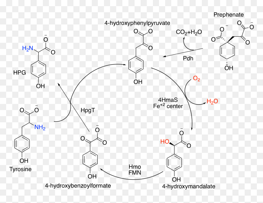 Hpg Synthetic Cycle - 4 Hydroxyphenylglycine, HD Png Download - cycle png
