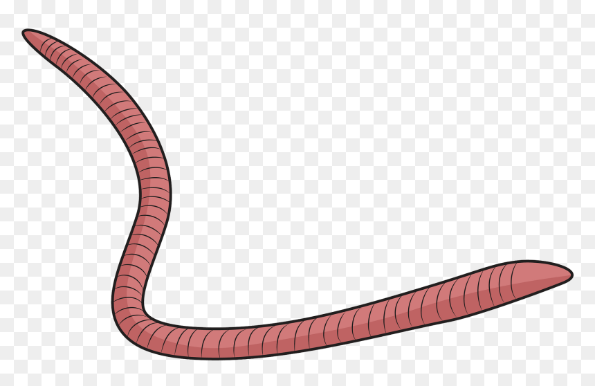 Slender Blind Snake, HD Png Download - worms png