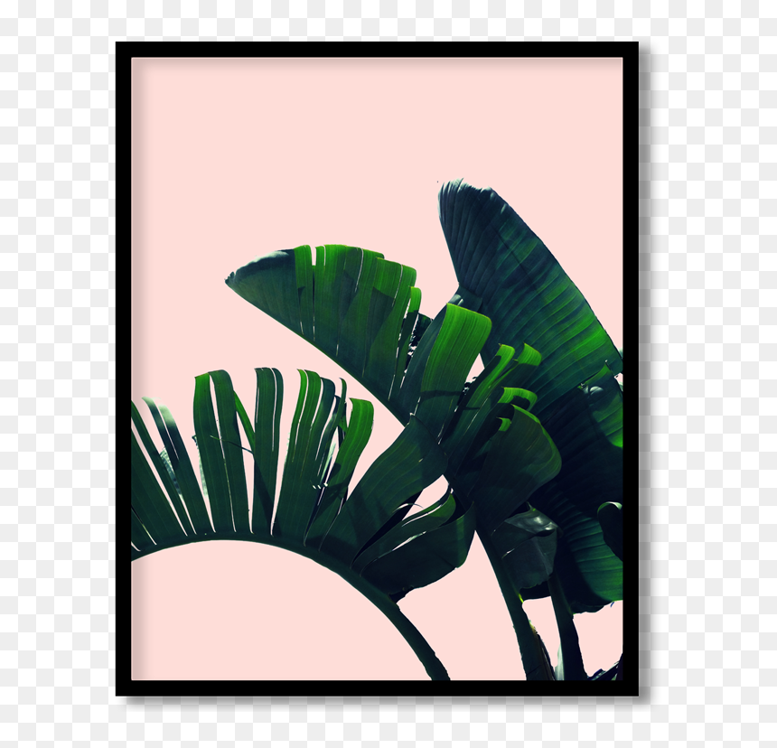 Planta Por Na Sala, HD Png Download - banana leaves png
