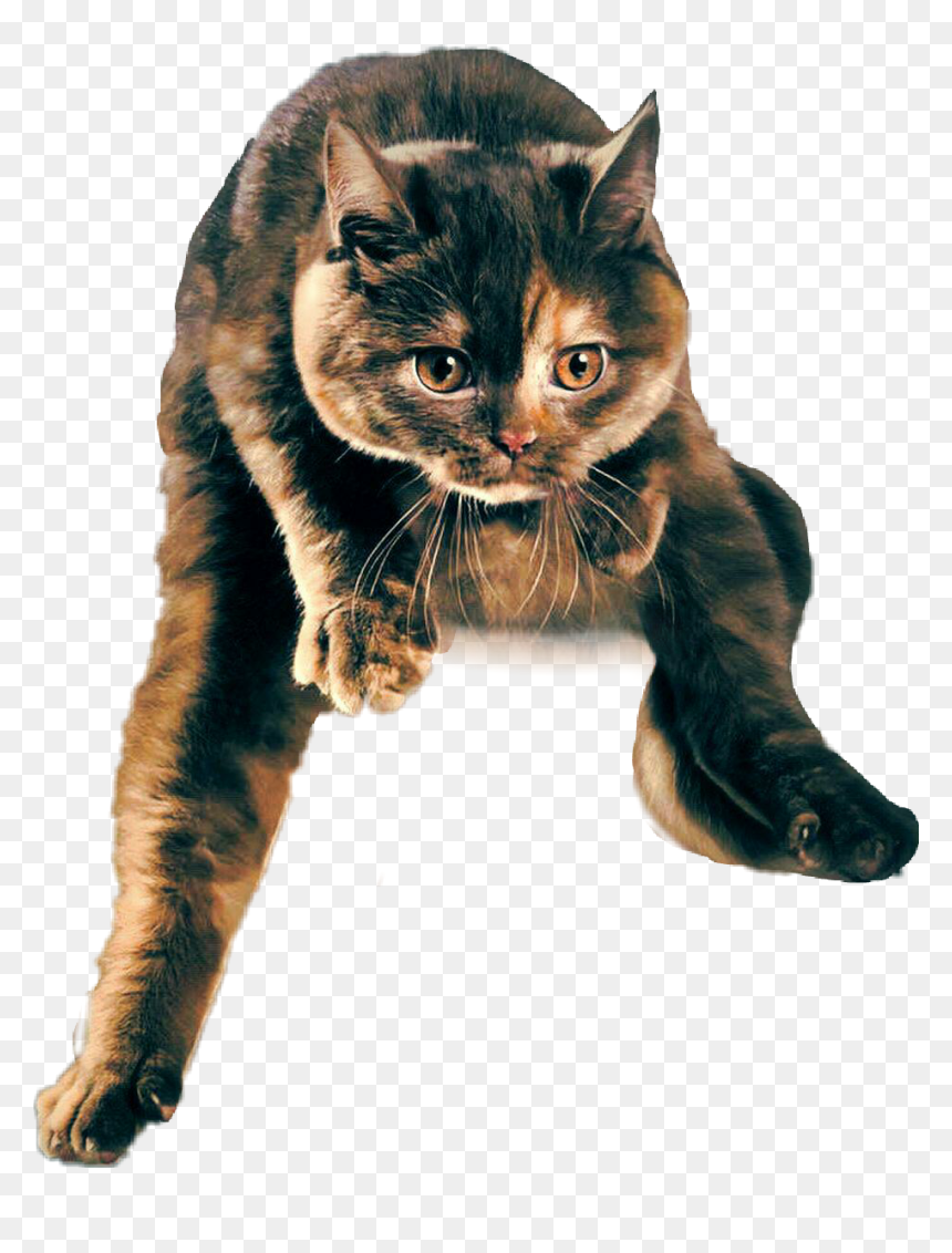#cat #jumping #jumpingcat - Domestic Short-haired Cat, HD Png Download - jumping cat png