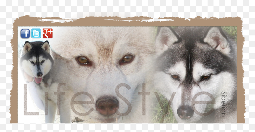 Transparent Masha And The Bear Png - Miniature Siberian Husky, Png Download - masha and the bear png