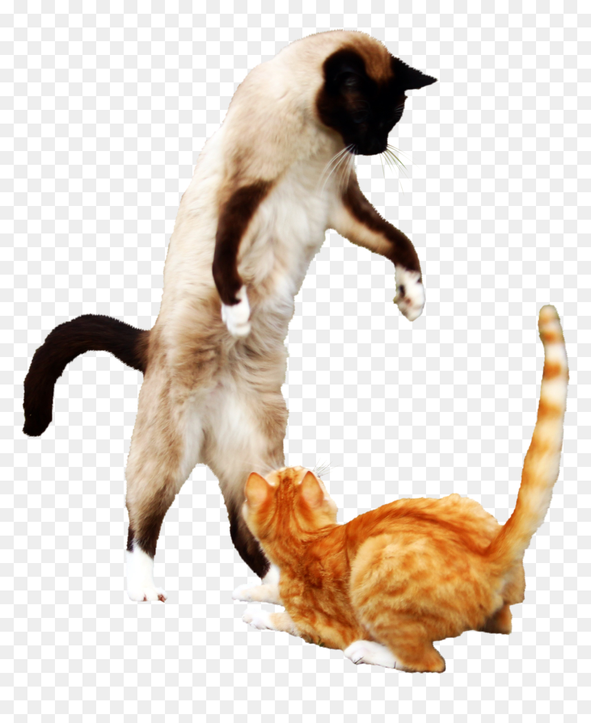 Siamese, HD Png Download - jumping cat png
