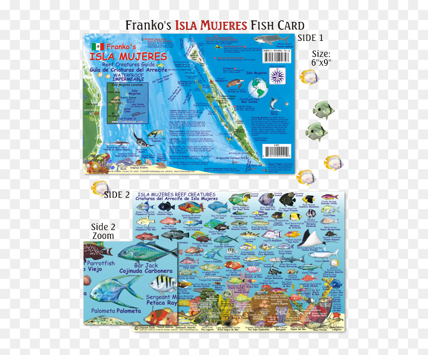 Fish Of Isla Mujeres , Png Download - Fish Of Isla Mujeres, Transparent Png - mujeres png