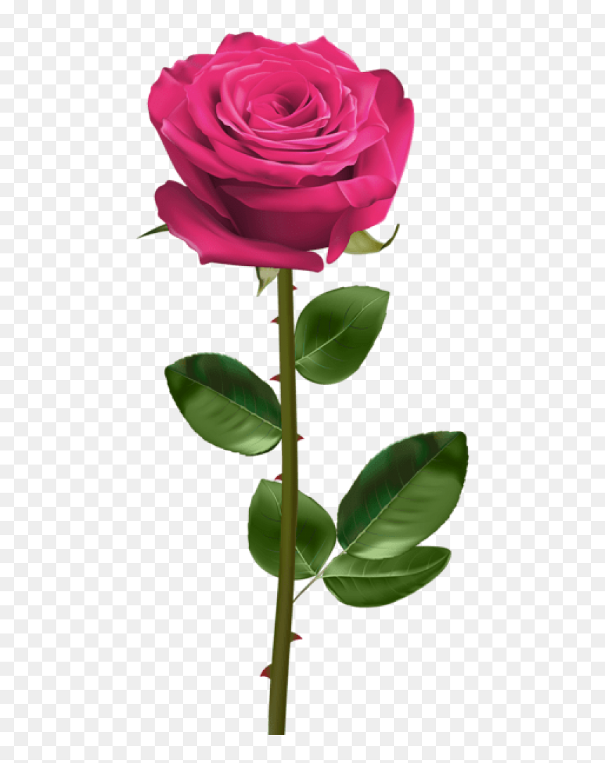 Free Png Download Pink Rose With Stem Png Images Background - Pink Rose With Stem Png, Transparent Png - stem png