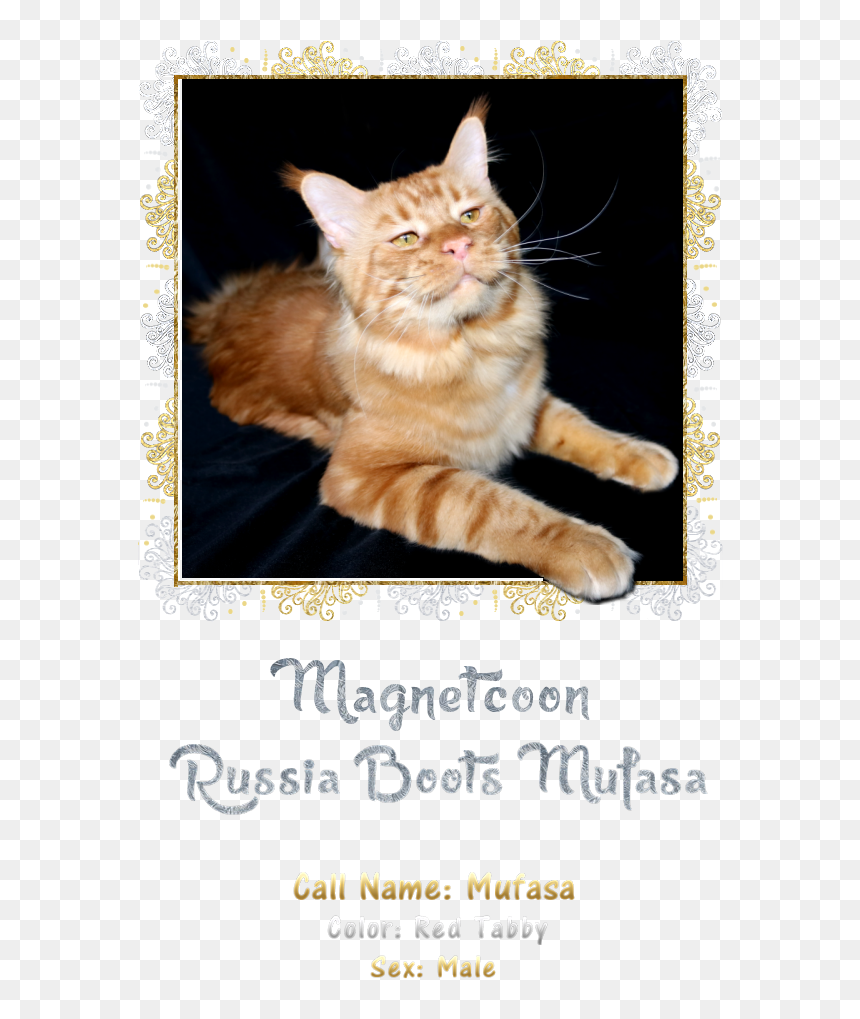 Maine , Png Download - Asian, Transparent Png - mufasa png