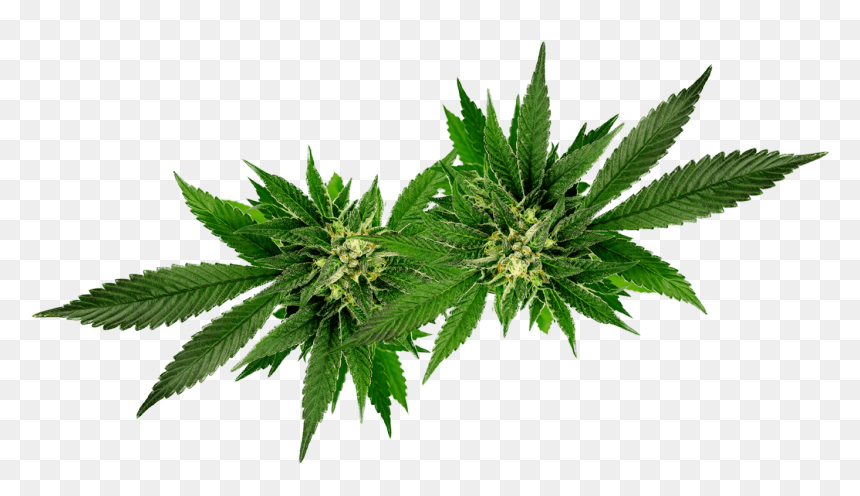 Weed Leaf Oil Png, Transparent Png - marihuana png