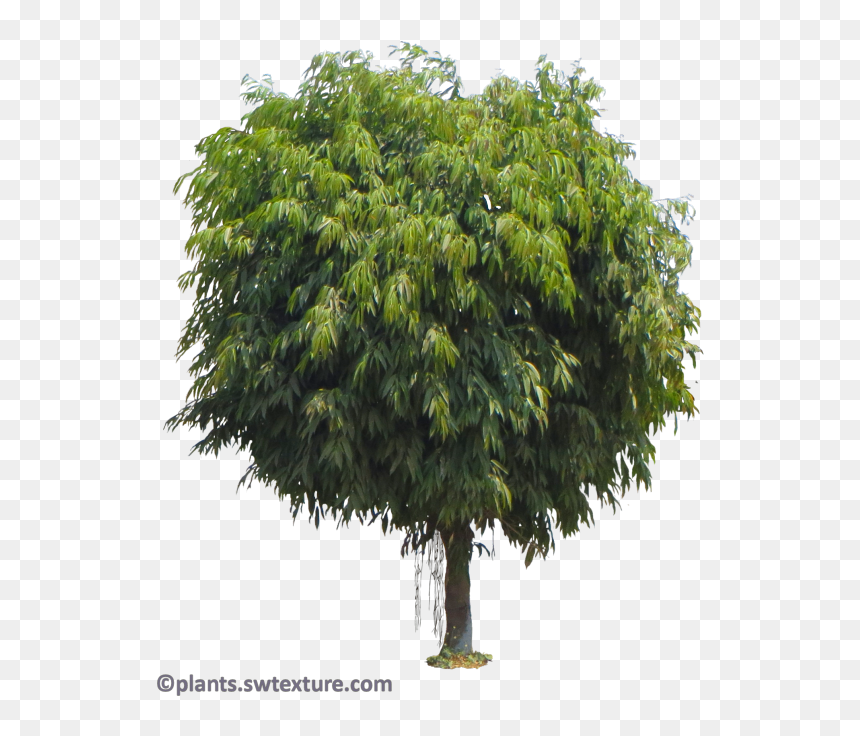 Hardwood Tree, HD Png Download - banana leaves png