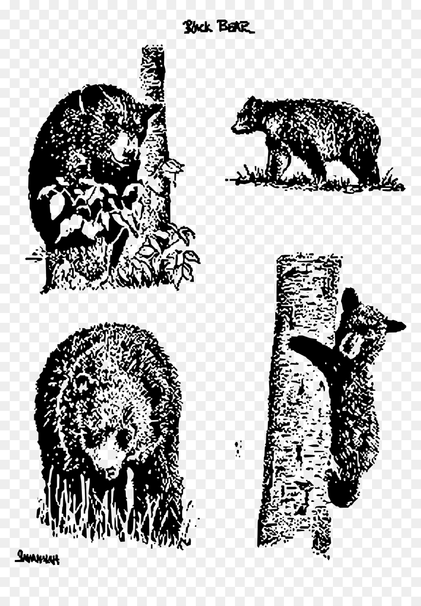 Bears Clip Arts - Bear Drawings, HD Png Download - bears png