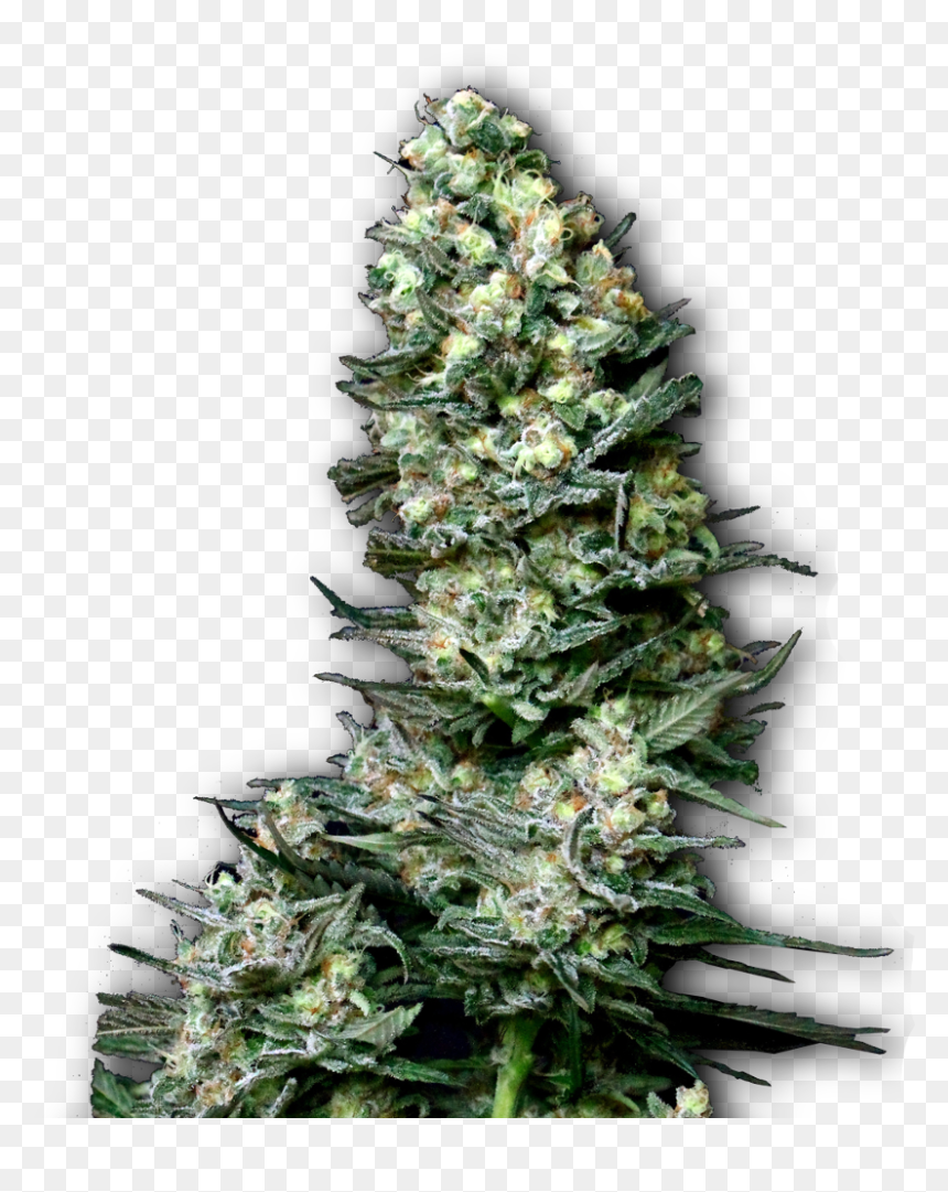 Semillas De Marihuana Productivas - Plantas De Marihuana Png, Transparent Png - marihuana png