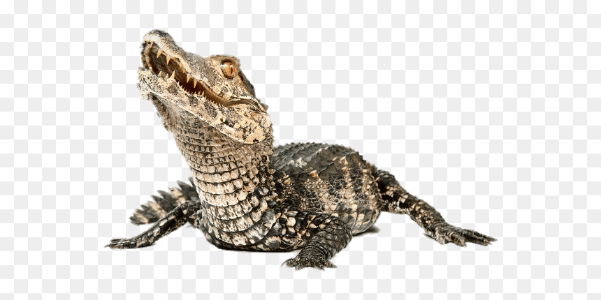 Dwarf Transparent Png Stickpng - Caiman Png, Png Download - aligator png