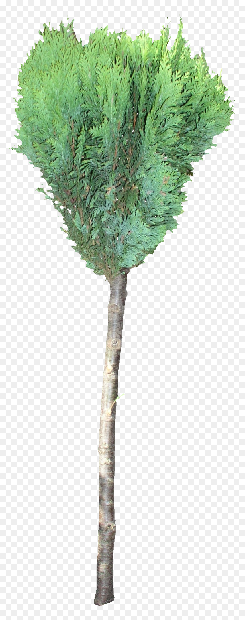 Pond Pine, HD Png Download - tree texture png