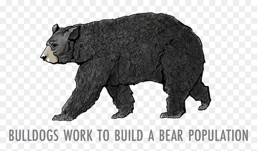 Grizzly Bear, HD Png Download - bears png