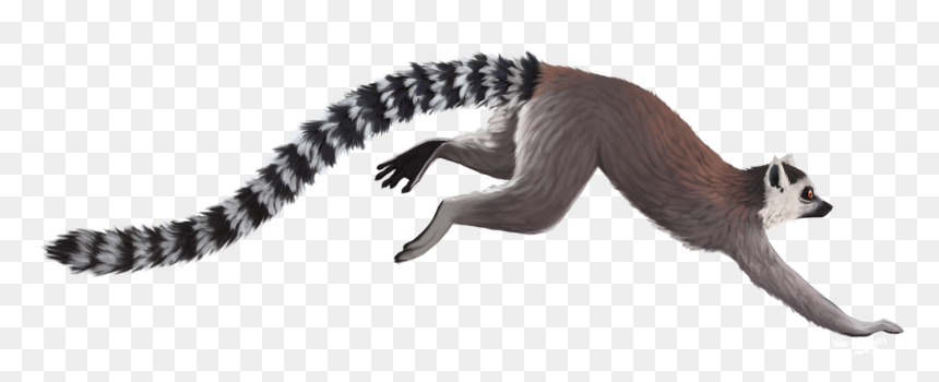 Lemur Full Photo - Ring Tailed Lemur Transparent, HD Png Download - lemur png