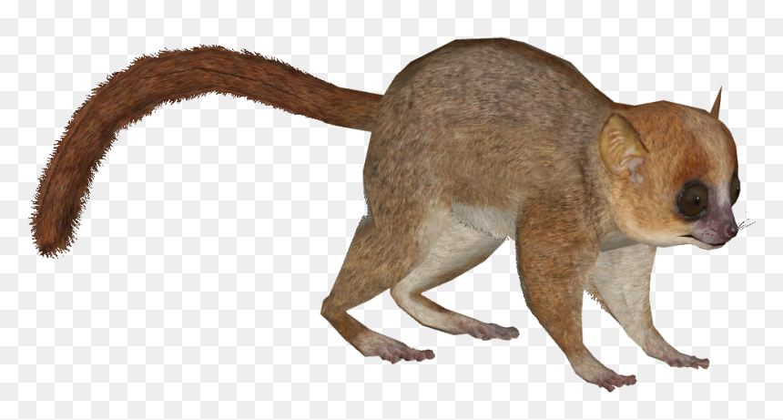 Thumb Image - Lemur .png, Transparent Png - lemur png