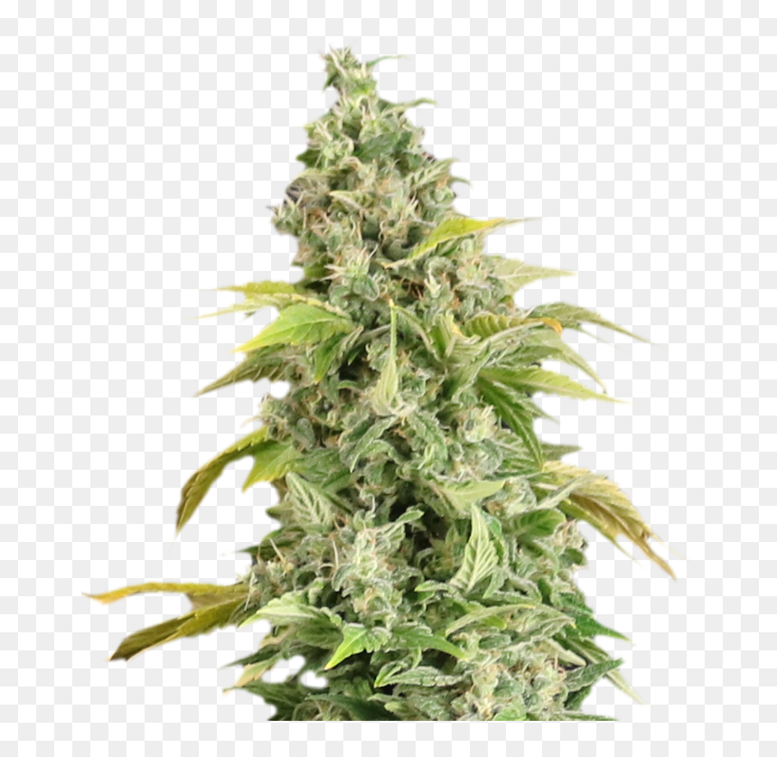 Marihuana Png, Transparent Png - marihuana png