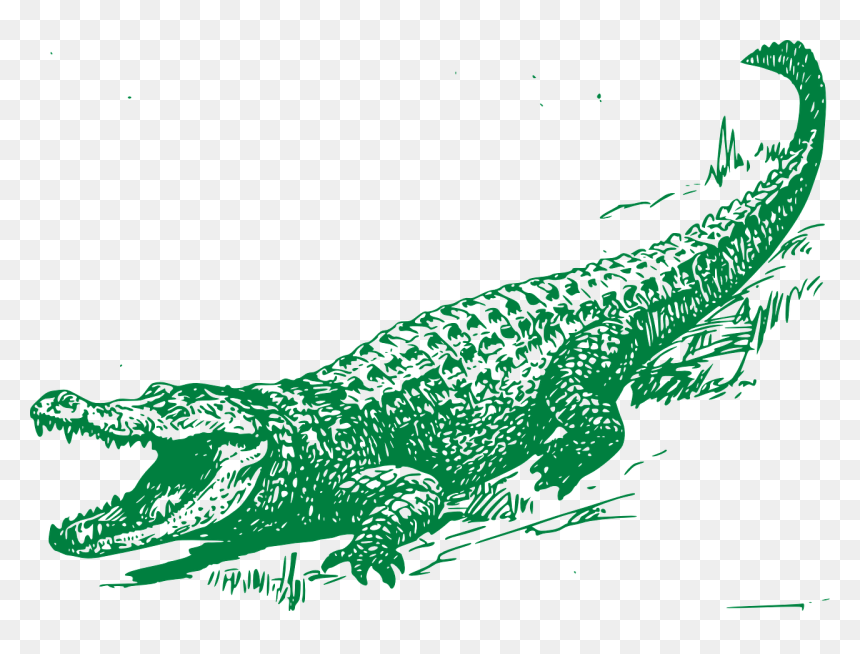 Alligator Drawing, HD Png Download - aligator png