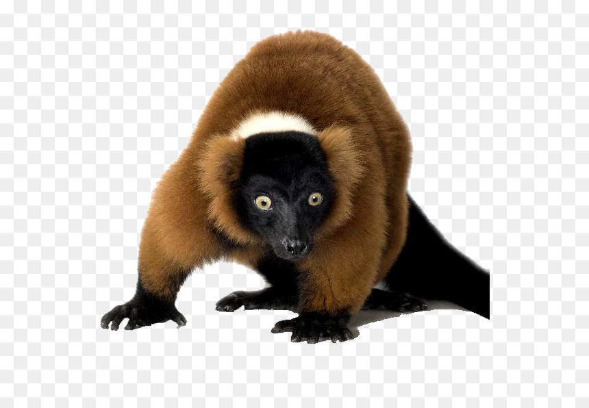 Lemur Png Free Image Download - Procyonidae, Transparent Png - lemur png