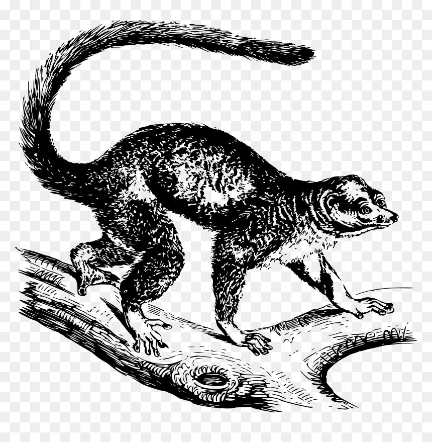 Mongoose Lemur Clip Arts - Mongoose Graphics, HD Png Download - lemur png