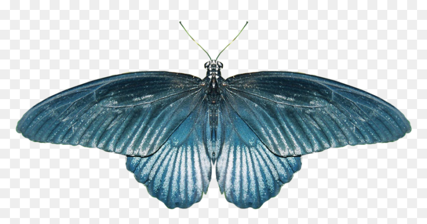 Real Butterfly Png - Крылья Бабочки Для Фотошопа, Transparent Png - real butterfly png