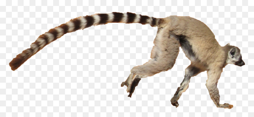 Lemur Png Free Background - Lemur With White Background, Transparent Png - lemur png