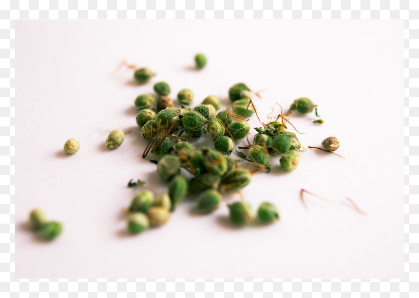 Quelles Sont Les Meilleures Graines De Cannabis, HD Png Download - marihuana png