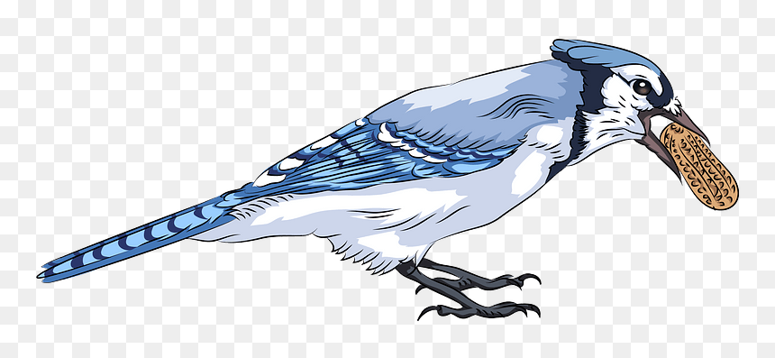 Blue Jay With Peanut Clipart - Blue Jay, HD Png Download - blue jay png