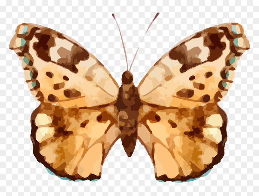 Real Butterfly Cliparts , Png Download - Üçlü Beyaz Çerçeveli Tablo, Transparent Png - real butterfly png
