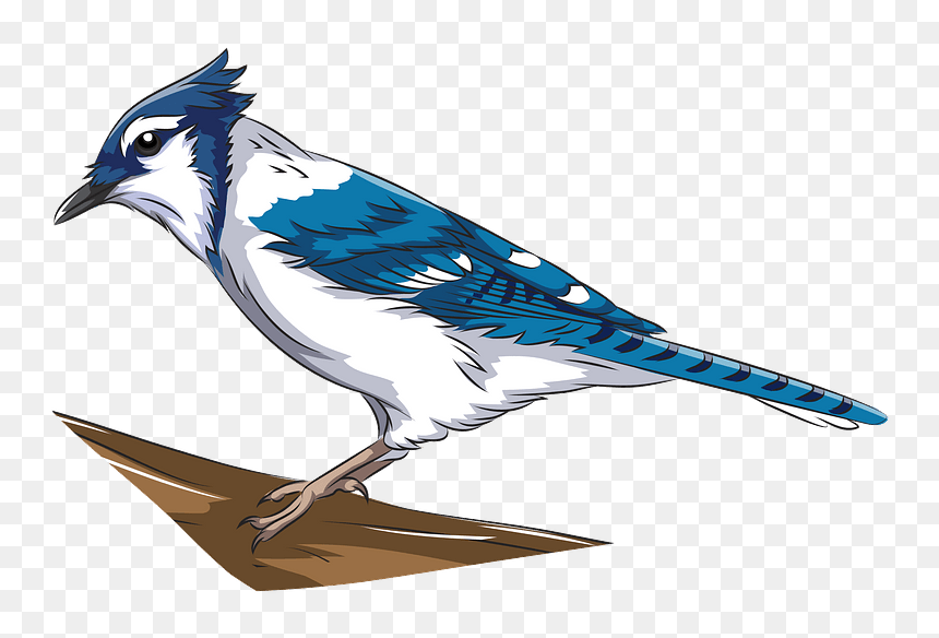 Blue Jay Clipart - Blue Jay, HD Png Download - blue jay png