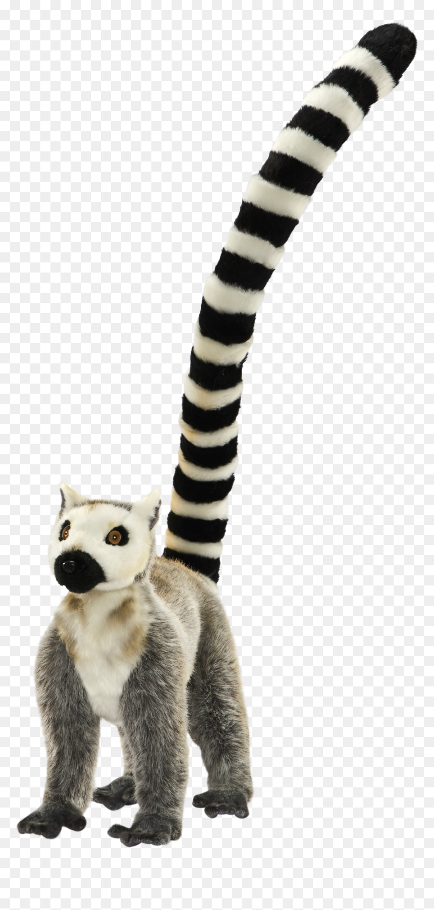 Lemur Tail Png - Transparent Lemur, Png Download - lemur png