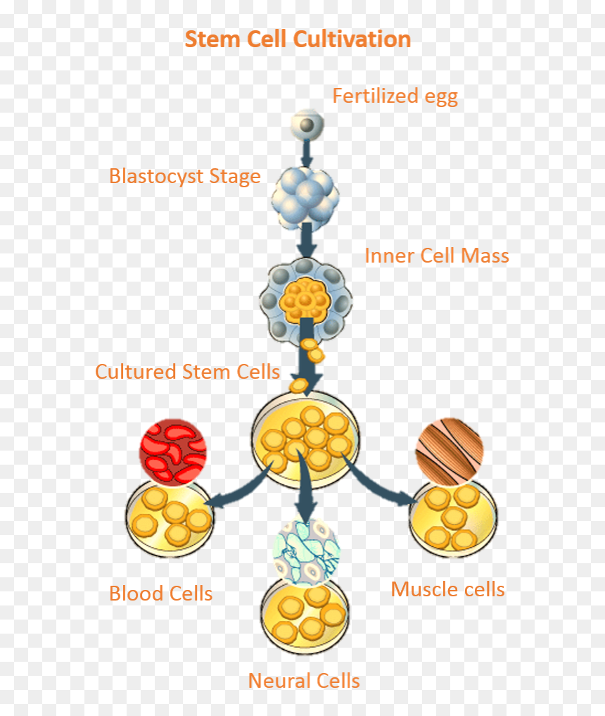 Embryonic Stem Cells Are Extremely Useful In The Medical - Stem Cell Research, HD Png Download - stem png