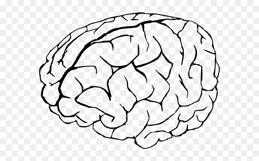 Vector Graphics Of Human Brain In White And Black - Coloring Page Of A Brain, HD Png Download - brain vector png