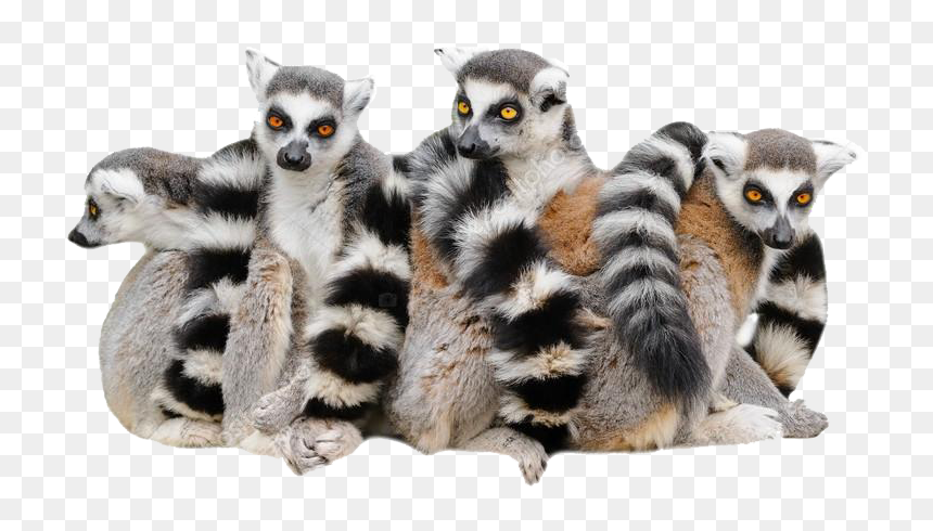 Lemur Png Photo - Madagascar Cat, Transparent Png - lemur png