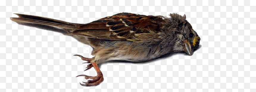Wren Bird Sparrow Beak Blue Jay - Dead Bird Png, Transparent Png - blue jay png