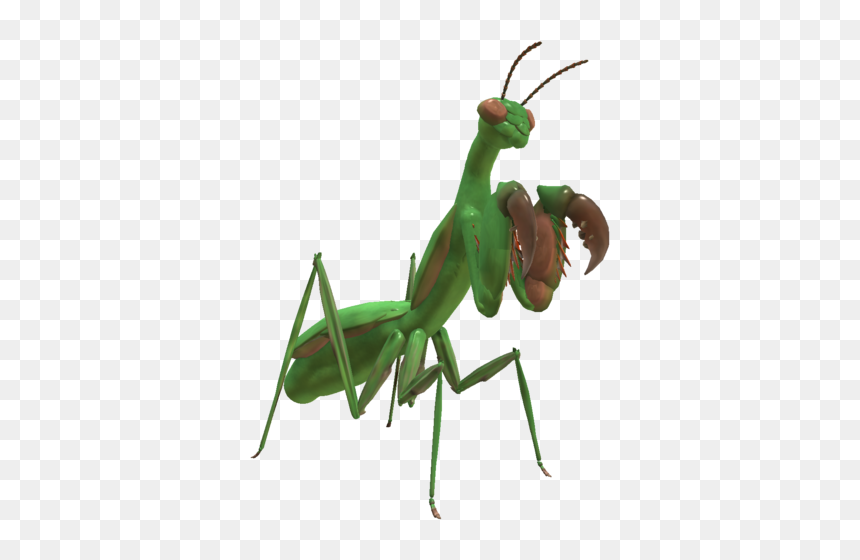 Thumb Image - Pray Mantis Transparent Background, HD Png Download - mantis png