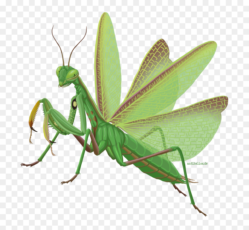 Mantis Png Images - Transparent Background Green Mantis Png Transparent, Png Download - mantis png