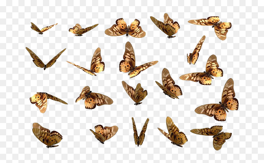 Flying Real Butterfly Png Free Download - Nature In Butterfly Png, Transparent Png - real butterfly png