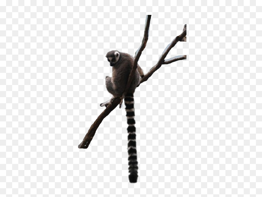 Old World Monkey, HD Png Download - lemur png