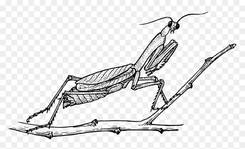 Praying Mantis Black And White, HD Png Download - mantis png